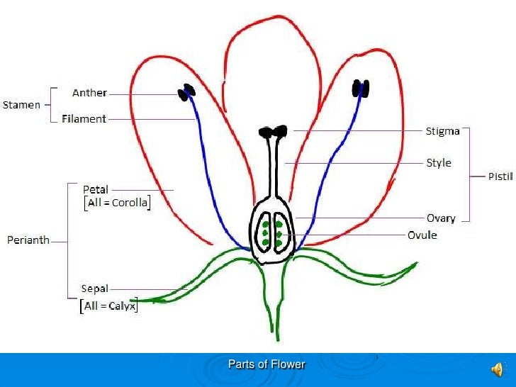 Parts of flower (in Bangla)