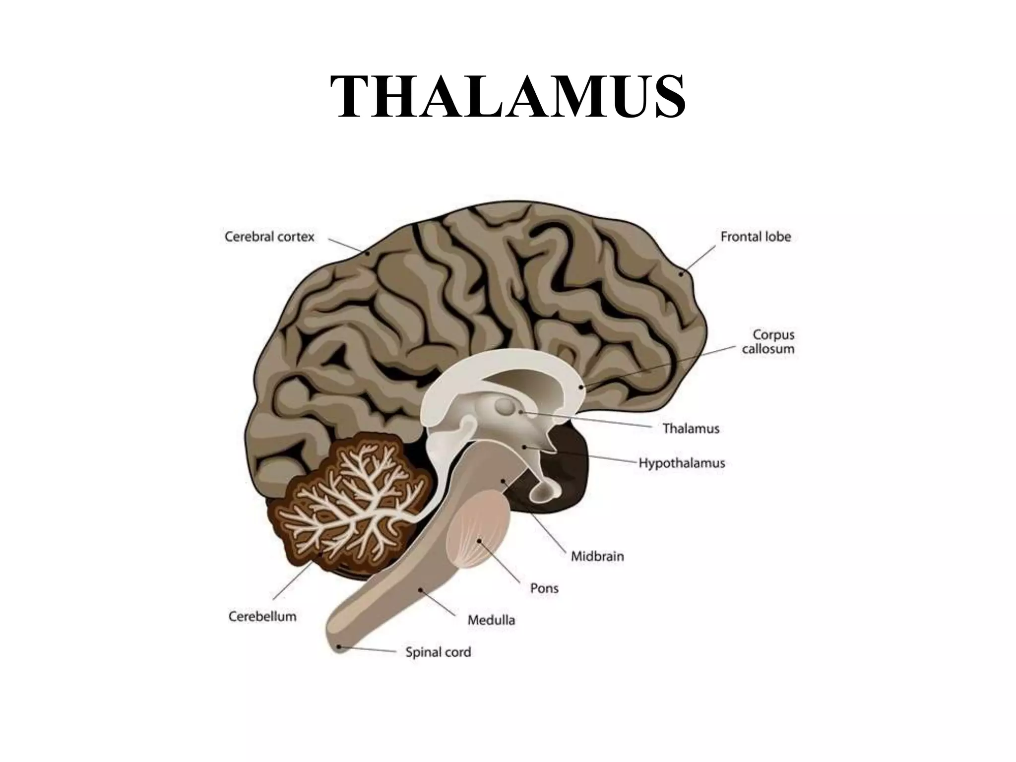 Parts of forebrain | PPTX