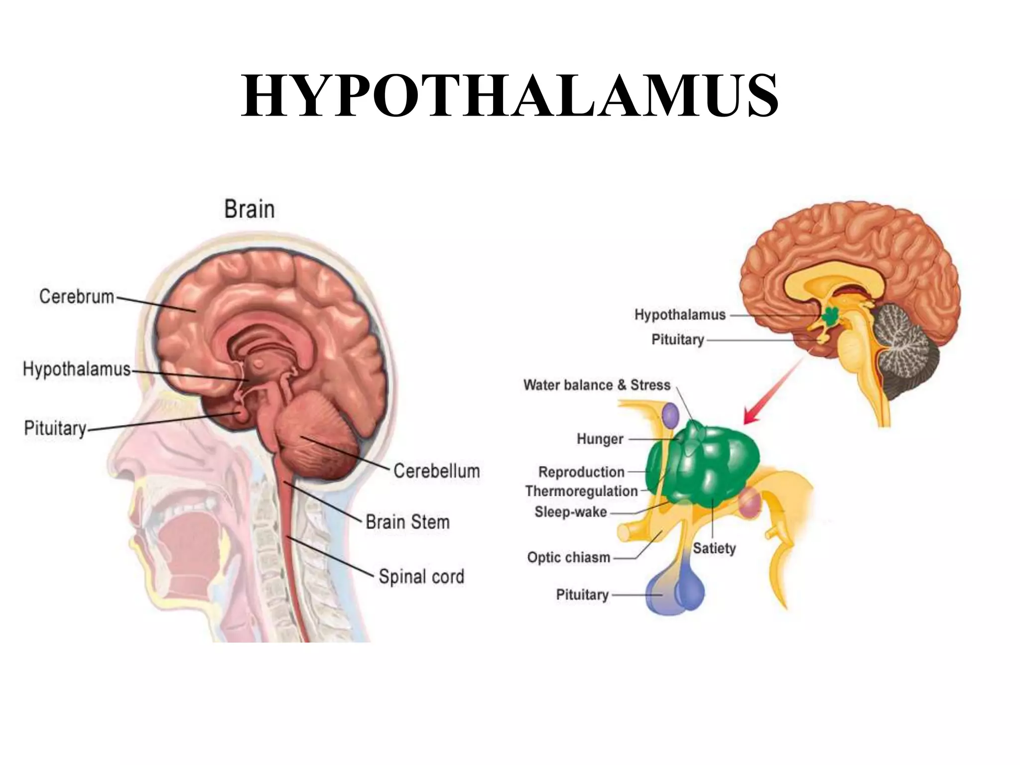 Parts of forebrain | PPTX