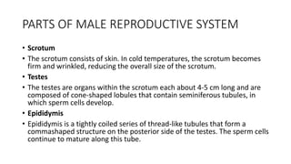 PARTS OF MALE REPRODUCTIVE SYSTEM
• Scrotum
• The scrotum consists of skin. In cold temperatures, the scrotum becomes
firm and wrinkled, reducing the overall size of the scrotum.
• Testes
• The testes are organs within the scrotum each about 4-5 cm long and are
composed of cone-shaped lobules that contain seminiferous tubules, in
which sperm cells develop.
• Epididymis
• Epididymis is a tightly coiled series of thread-like tubules that form a
commashaped structure on the posterior side of the testes. The sperm cells
continue to mature along this tube.
 
