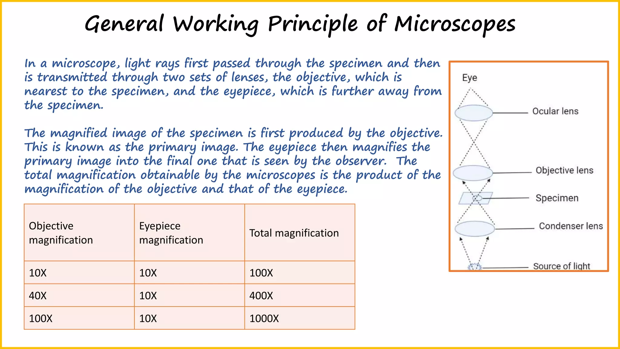 General Working Principle of Microscopes
In a microscope, light rays first passed through the specimen and then
is transmitted through two sets of lenses, the objective, which is
nearest to the specimen, and the eyepiece, which is further away from
the specimen.
The magnified image of the specimen is first produced by the objective.
This is known as the primary image. The eyepiece then magnifies the
primary image into the final one that is seen by the observer. The
total magnification obtainable by the microscopes is the product of the
magnification of the objective and that of the eyepiece.
Objective
magnification
Eyepiece
magnification
Total magnification
10X 10X 100X
40X 10X 400X
100X 10X 1000X
 