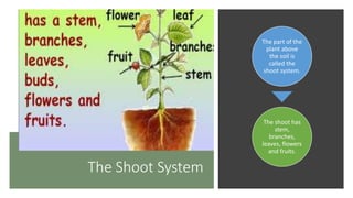 Shoot System.drawing Parts of plant | PPTX