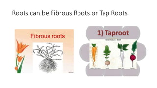 Plant Roots Names Parts of plant | PPTX
