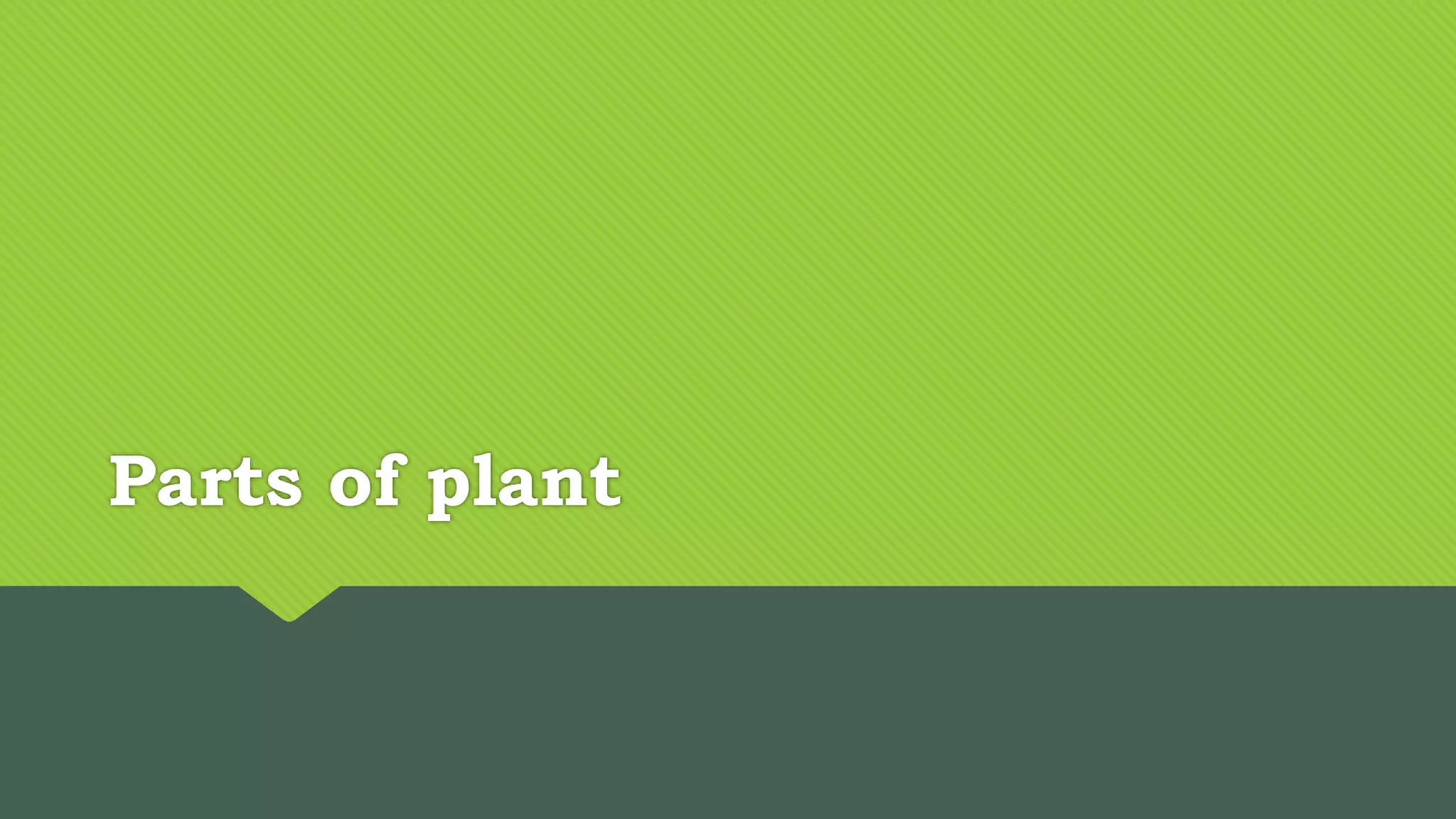 Parts of plant PPT