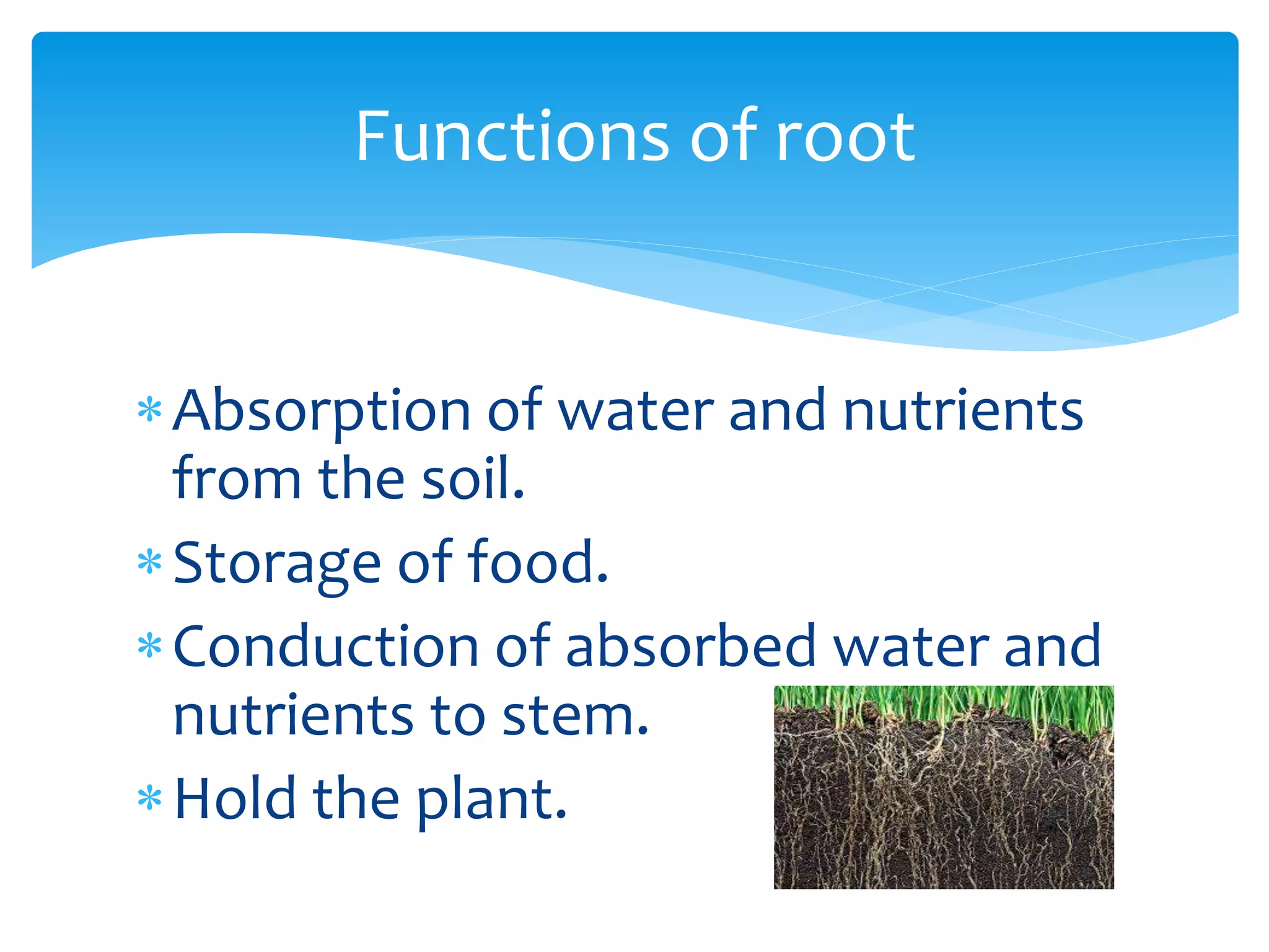 knowing about plants | PPT