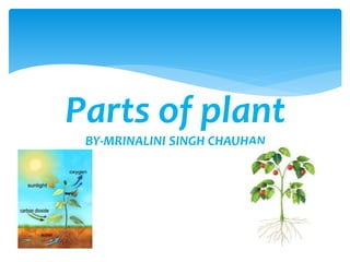 Parts of plant
BY-MRINALINI SINGH CHAUHAN
 