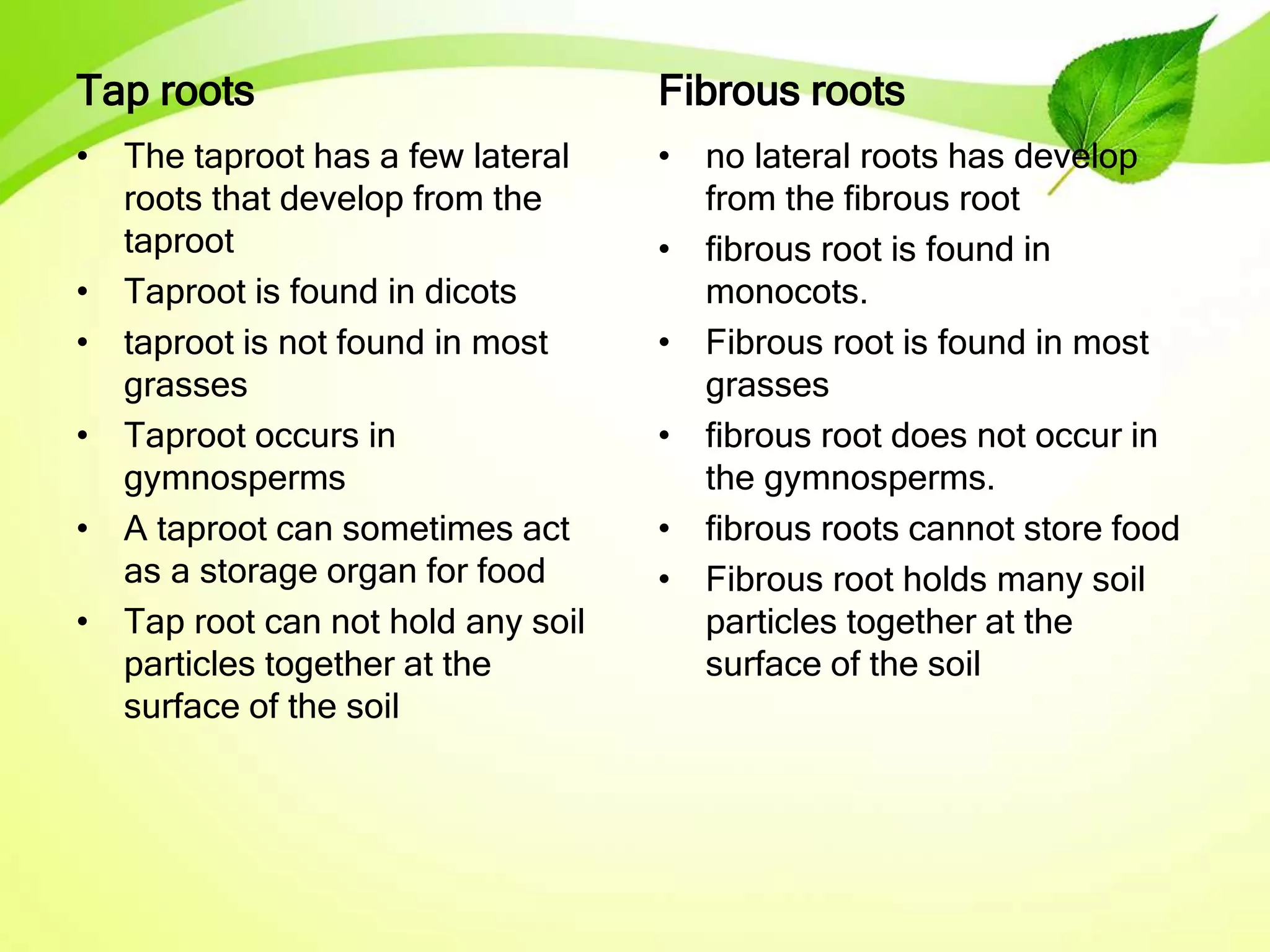 Tap roots
• The taproot has a few lateral
roots that develop from the
taproot
• Taproot is found in dicots
• taproot is not found in most
grasses
• Taproot occurs in
gymnosperms
• A taproot can sometimes act
as a storage organ for food
• Tap root can not hold any soil
particles together at the
surface of the soil
Fibrous roots
• no lateral roots has develop
from the fibrous root
• fibrous root is found in
monocots.
• Fibrous root is found in most
grasses
• fibrous root does not occur in
the gymnosperms.
• fibrous roots cannot store food
• Fibrous root holds many soil
particles together at the
surface of the soil
 