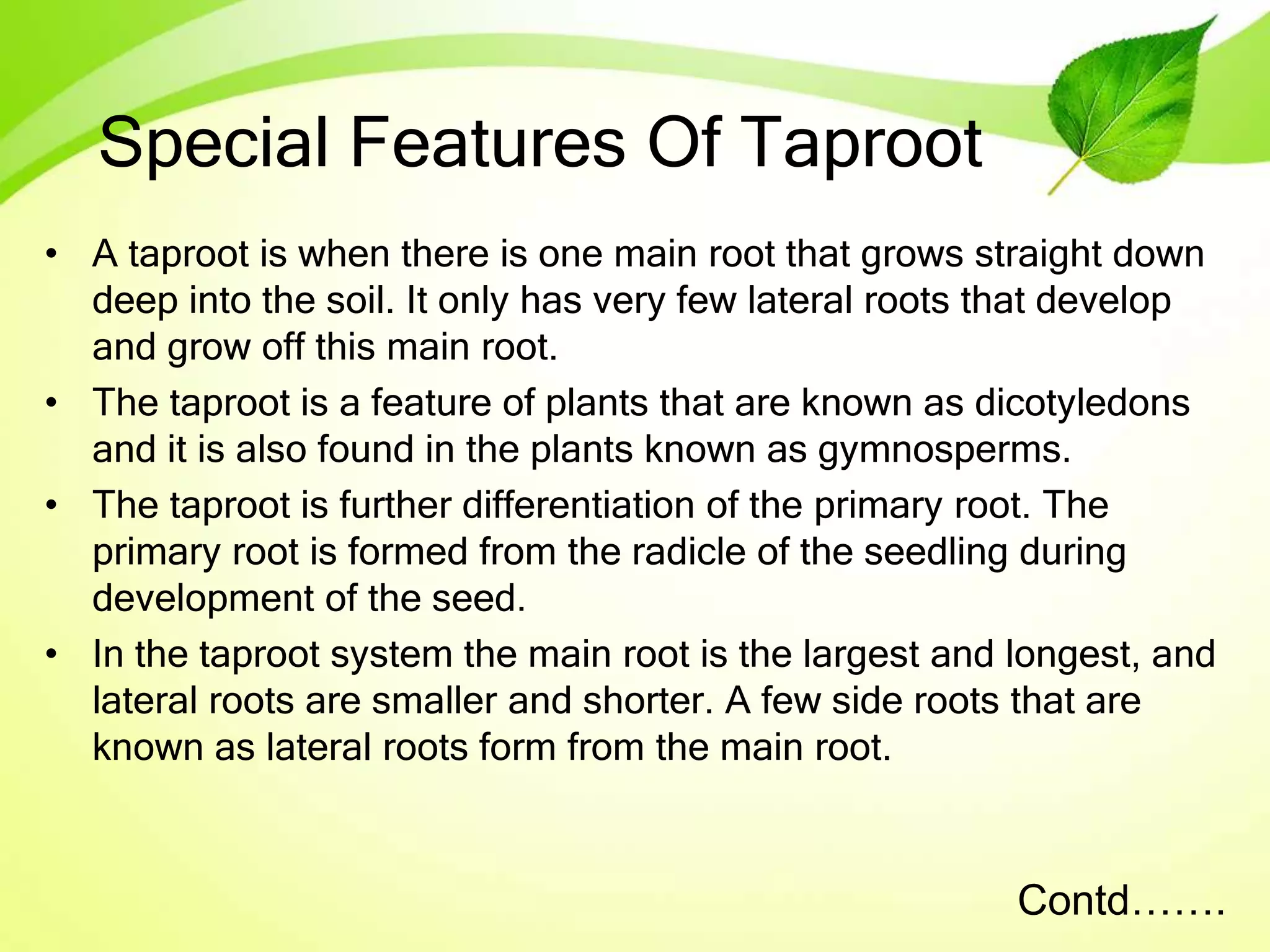 Special Features Of Taproot
• A taproot is when there is one main root that grows straight down
deep into the soil. It only has very few lateral roots that develop
and grow off this main root.
• The taproot is a feature of plants that are known as dicotyledons
and it is also found in the plants known as gymnosperms.
• The taproot is further differentiation of the primary root. The
primary root is formed from the radicle of the seedling during
development of the seed.
• In the taproot system the main root is the largest and longest, and
lateral roots are smaller and shorter. A few side roots that are
known as lateral roots form from the main root.
Contd…….
 