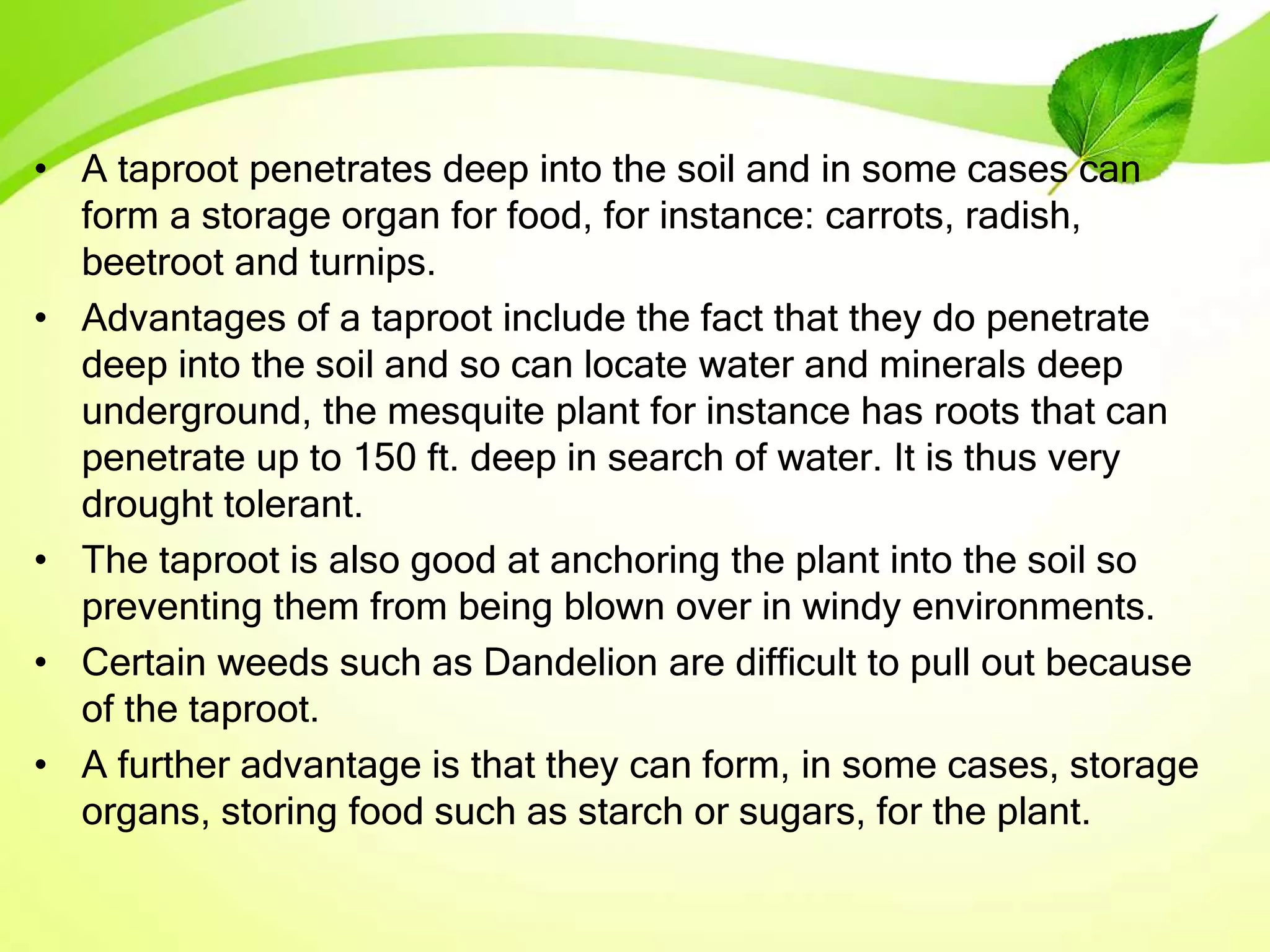 • A taproot penetrates deep into the soil and in some cases can
form a storage organ for food, for instance: carrots, radish,
beetroot and turnips.
• Advantages of a taproot include the fact that they do penetrate
deep into the soil and so can locate water and minerals deep
underground, the mesquite plant for instance has roots that can
penetrate up to 150 ft. deep in search of water. It is thus very
drought tolerant.
• The taproot is also good at anchoring the plant into the soil so
preventing them from being blown over in windy environments.
• Certain weeds such as Dandelion are difficult to pull out because
of the taproot.
• A further advantage is that they can form, in some cases, storage
organs, storing food such as starch or sugars, for the plant.
 