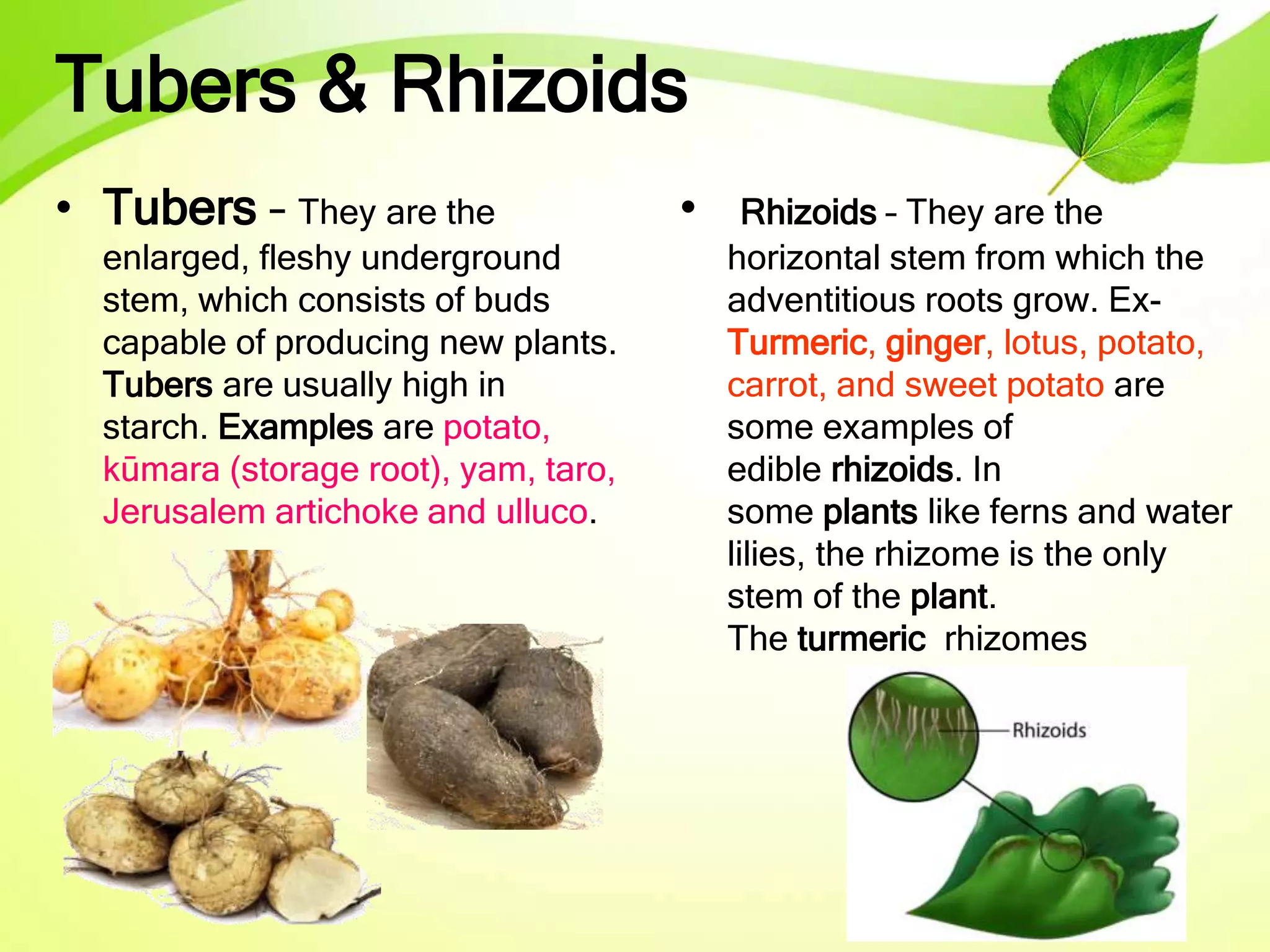 Tubers & Rhizoids
• Tubers – They are the
enlarged, fleshy underground
stem, which consists of buds
capable of producing new plants.
Tubers are usually high in
starch. Examples are potato,
kūmara (storage root), yam, taro,
Jerusalem artichoke and ulluco.
• Rhizoids – They are the
horizontal stem from which the
adventitious roots grow. Ex-
Turmeric, ginger, lotus, potato,
carrot, and sweet potato are
some examples of
edible rhizoids. In
some plants like ferns and water
lilies, the rhizome is the only
stem of the plant.
The turmeric rhizomes
 