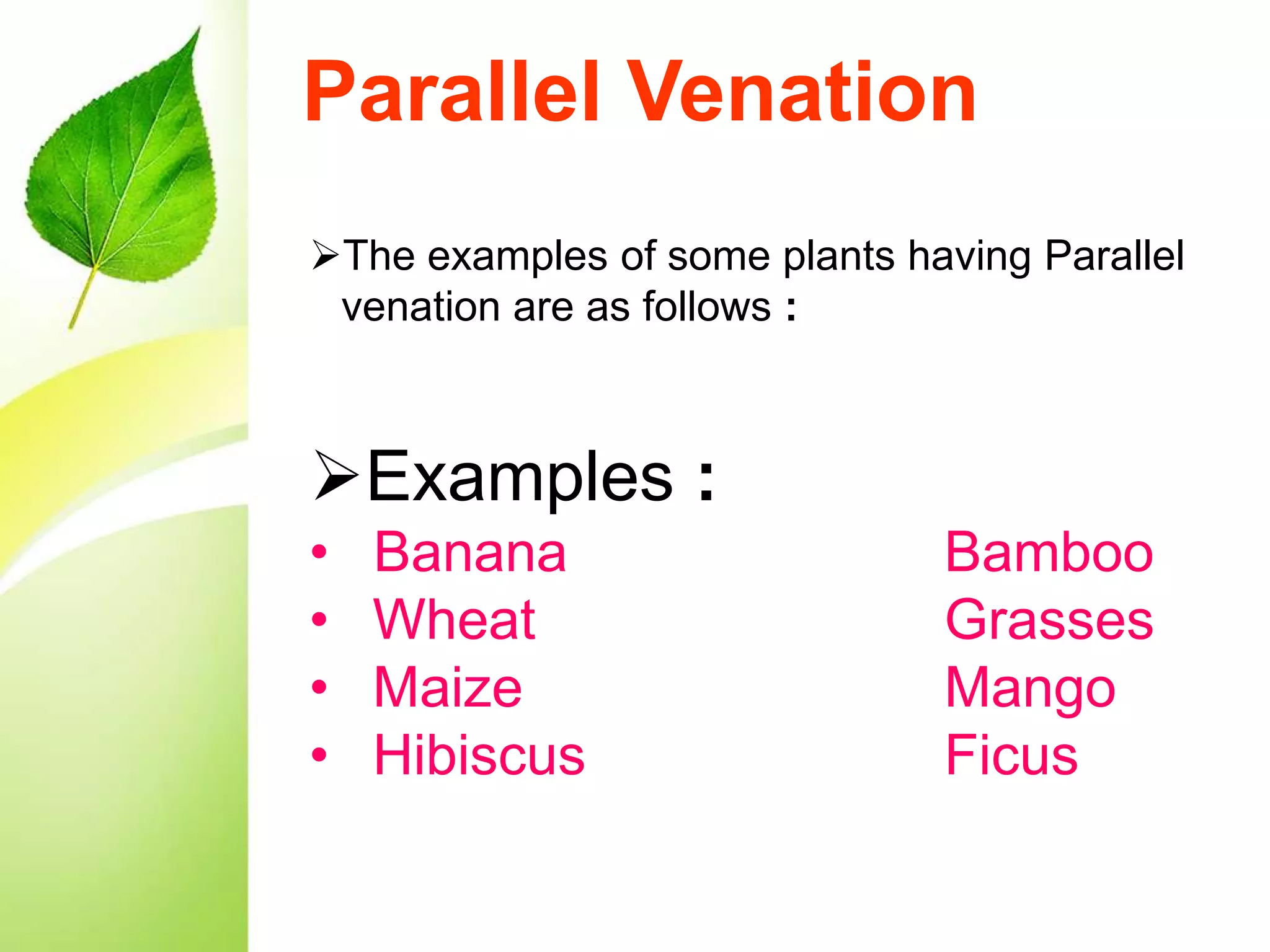 The examples of some plants having Parallel
venation are as follows :
Examples :
• Banana Bamboo
• Wheat Grasses
• Maize Mango
• Hibiscus Ficus
Parallel Venation
 