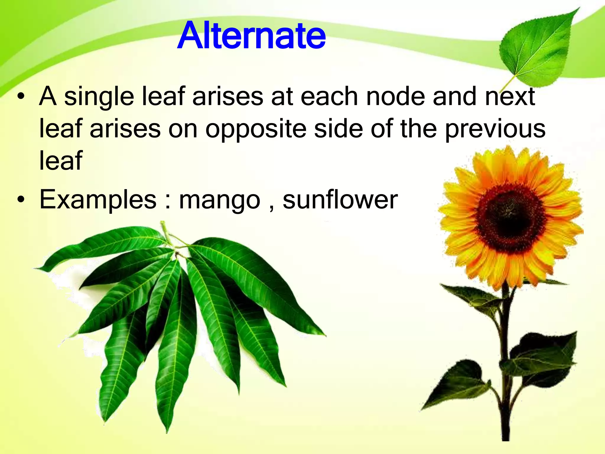 Alternate
• A single leaf arises at each node and next
leaf arises on opposite side of the previous
leaf
• Examples : mango , sunflower
 