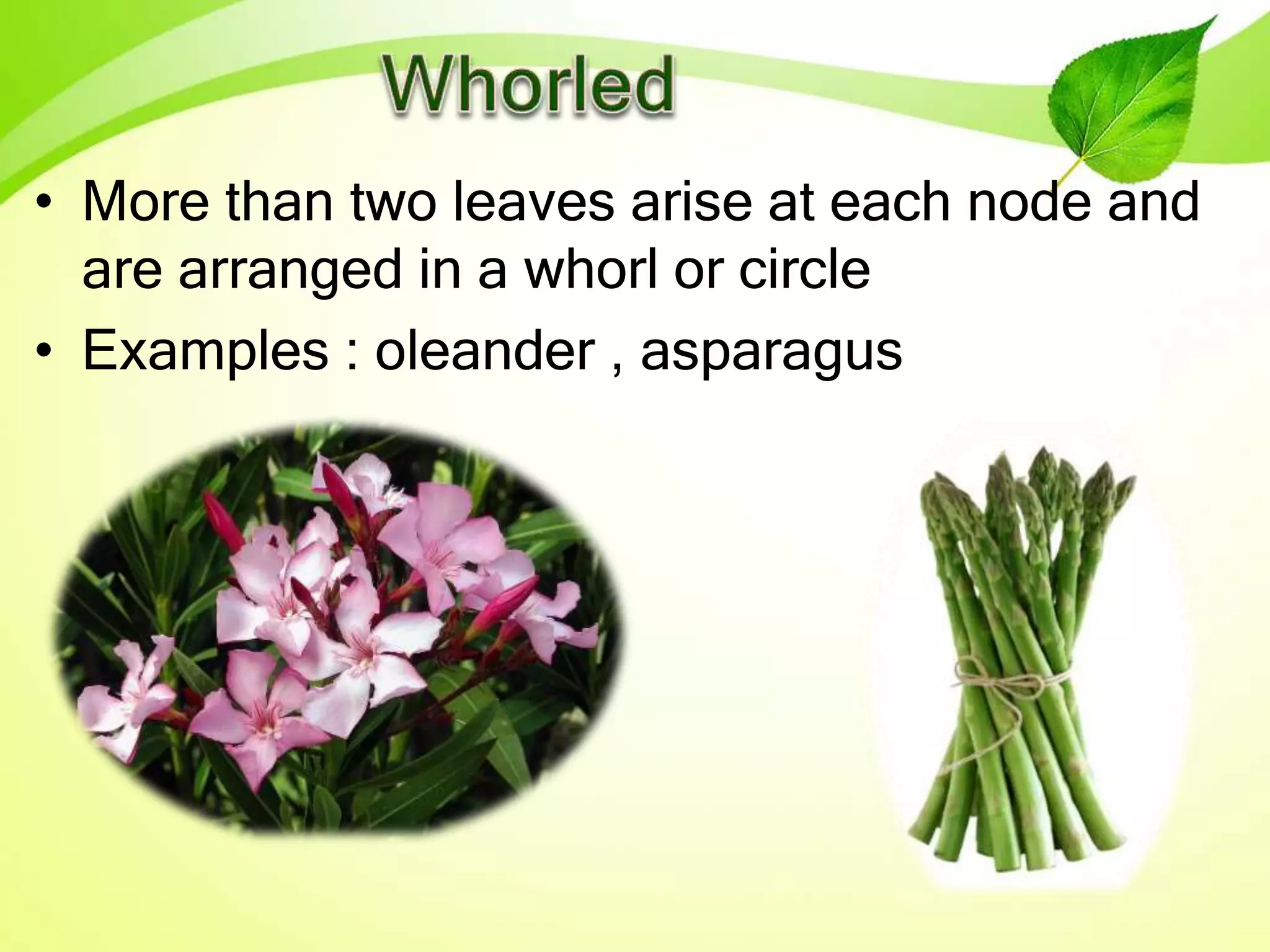 • More than two leaves arise at each node and
are arranged in a whorl or circle
• Examples : oleander , asparagus
 