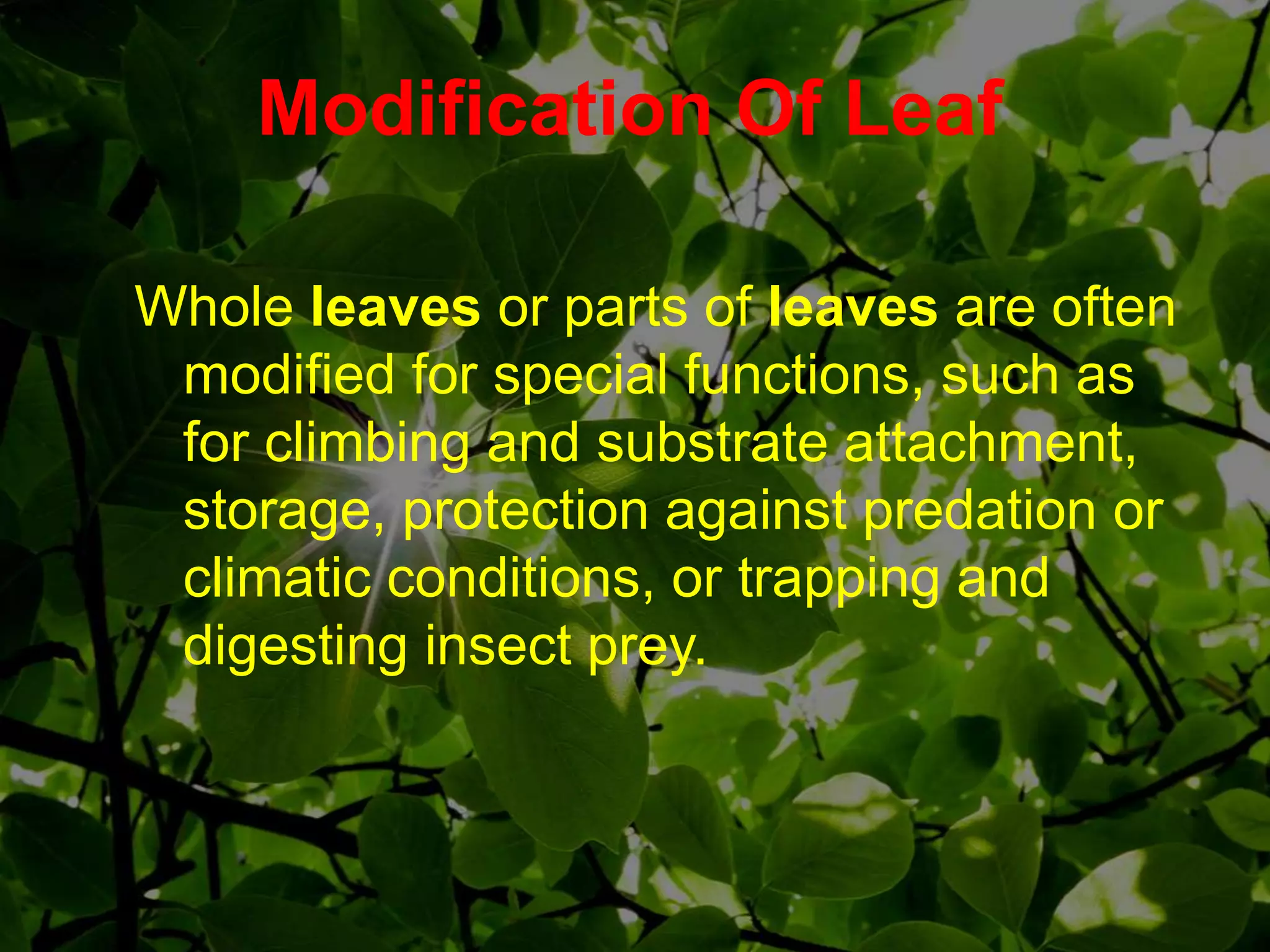 Whole leaves or parts of leaves are often
modified for special functions, such as
for climbing and substrate attachment,
storage, protection against predation or
climatic conditions, or trapping and
digesting insect prey.
Modification Of Leaf
 
