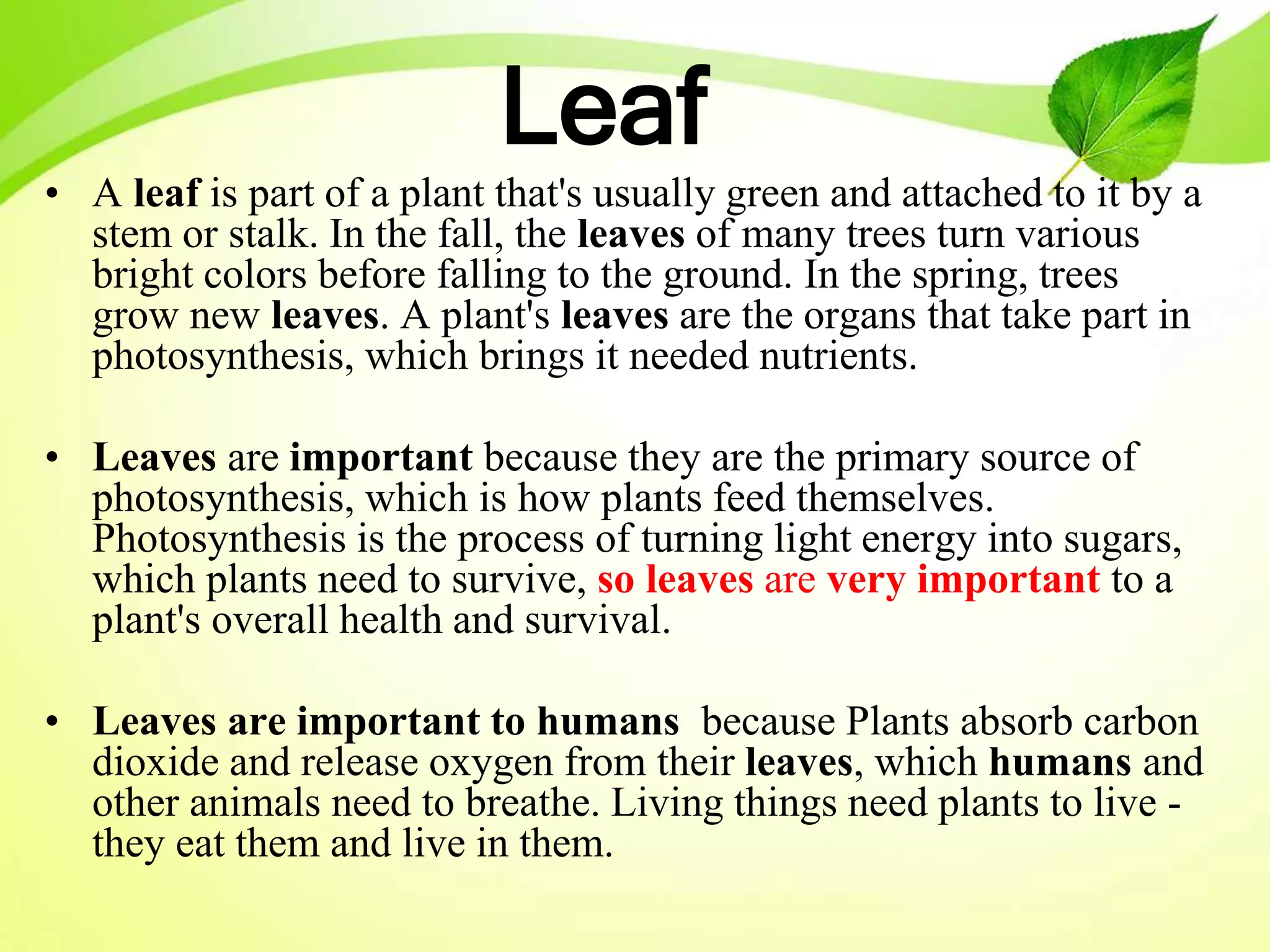 Leaf
• A leaf is part of a plant that's usually green and attached to it by a
stem or stalk. In the fall, the leaves of many trees turn various
bright colors before falling to the ground. In the spring, trees
grow new leaves. A plant's leaves are the organs that take part in
photosynthesis, which brings it needed nutrients.
• Leaves are important because they are the primary source of
photosynthesis, which is how plants feed themselves.
Photosynthesis is the process of turning light energy into sugars,
which plants need to survive, so leaves are very important to a
plant's overall health and survival.
• Leaves are important to humans because Plants absorb carbon
dioxide and release oxygen from their leaves, which humans and
other animals need to breathe. Living things need plants to live -
they eat them and live in them.
 