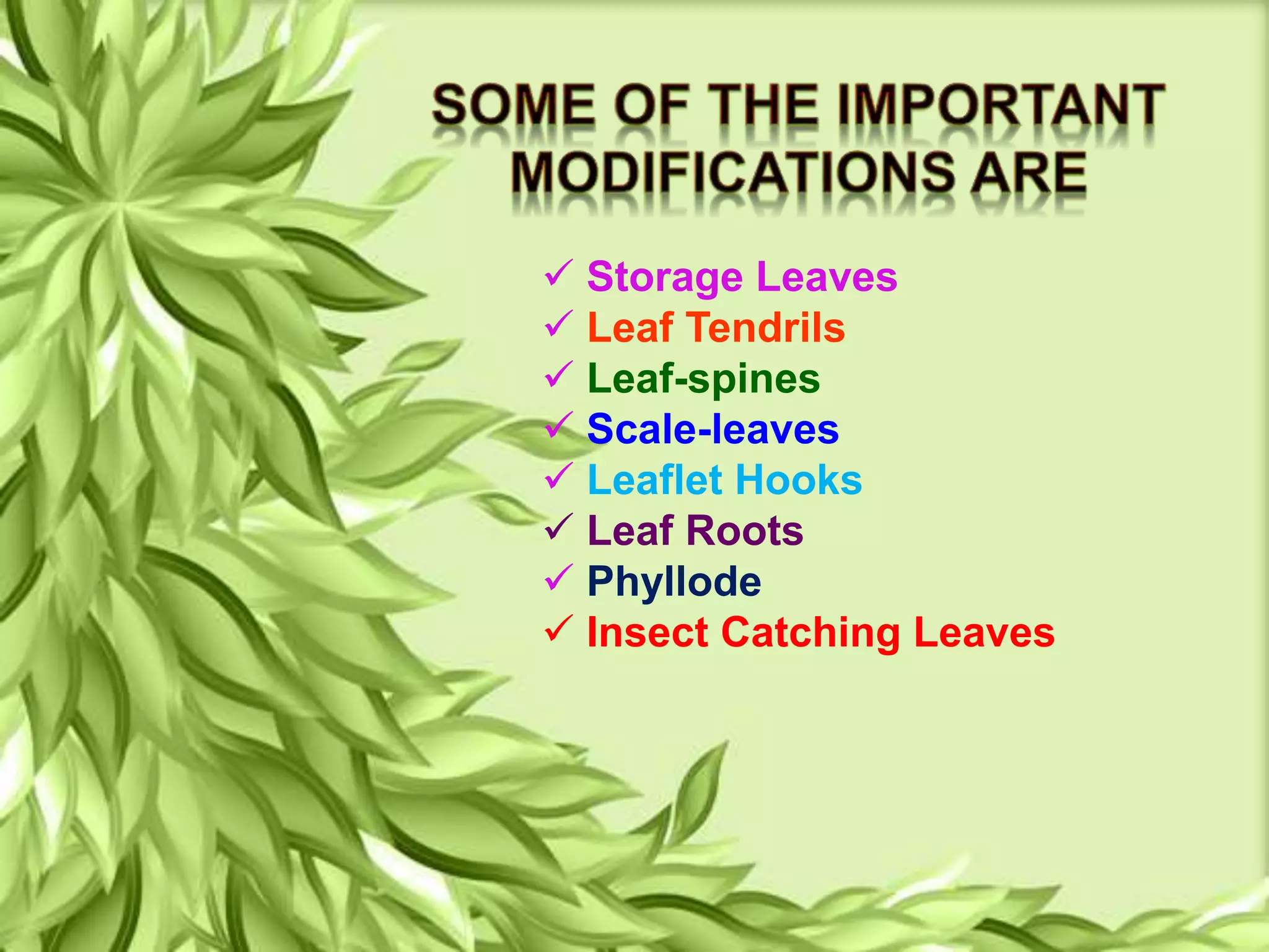  Storage Leaves
 Leaf Tendrils
 Leaf-spines
 Scale-leaves
 Leaflet Hooks
 Leaf Roots
 Phyllode
 Insect Catching Leaves
 