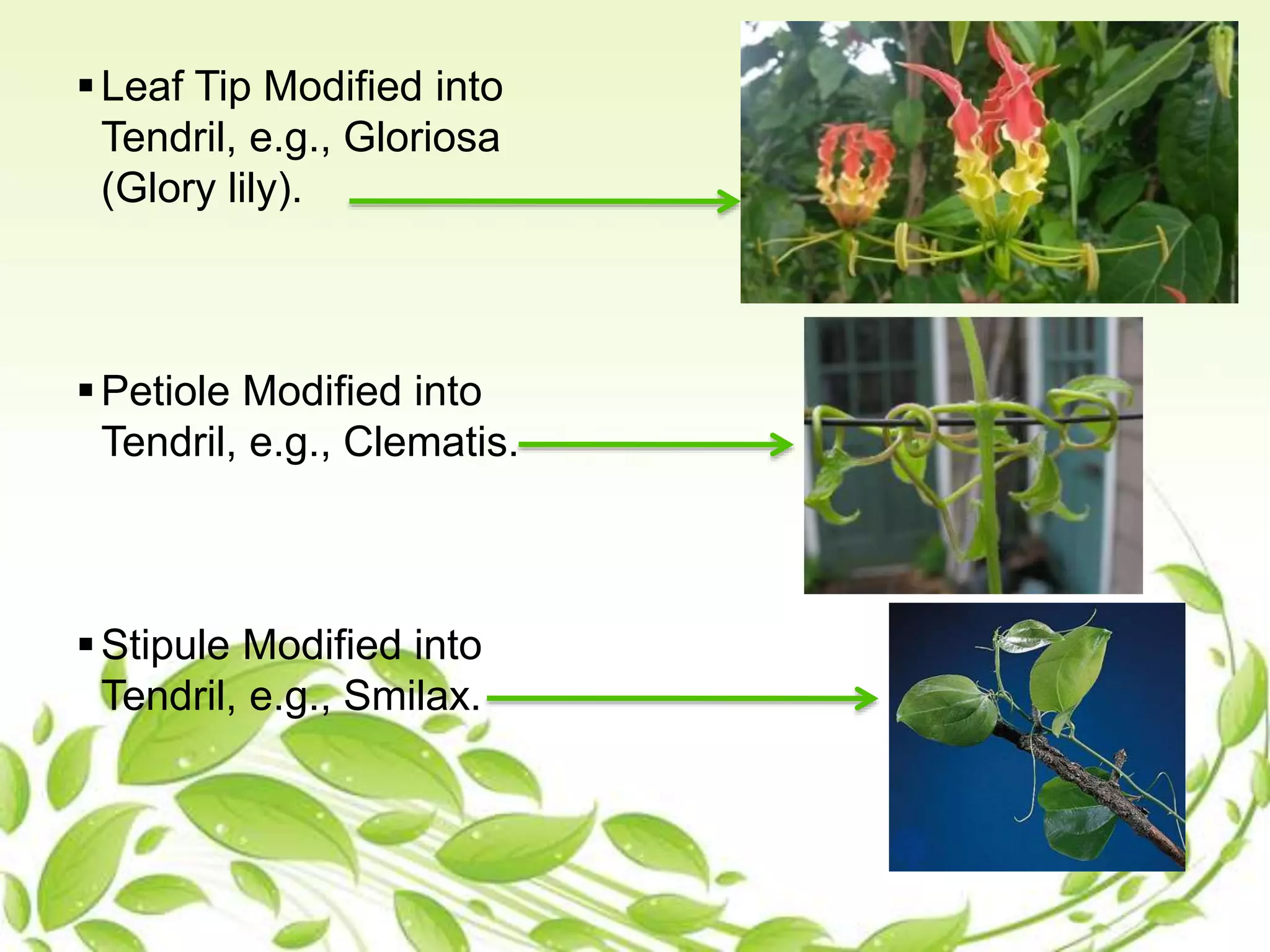 Leaf Tip Modified into
Tendril, e.g., Gloriosa
(Glory lily).
Petiole Modified into
Tendril, e.g., Clematis.
Stipule Modified into
Tendril, e.g., Smilax.
 