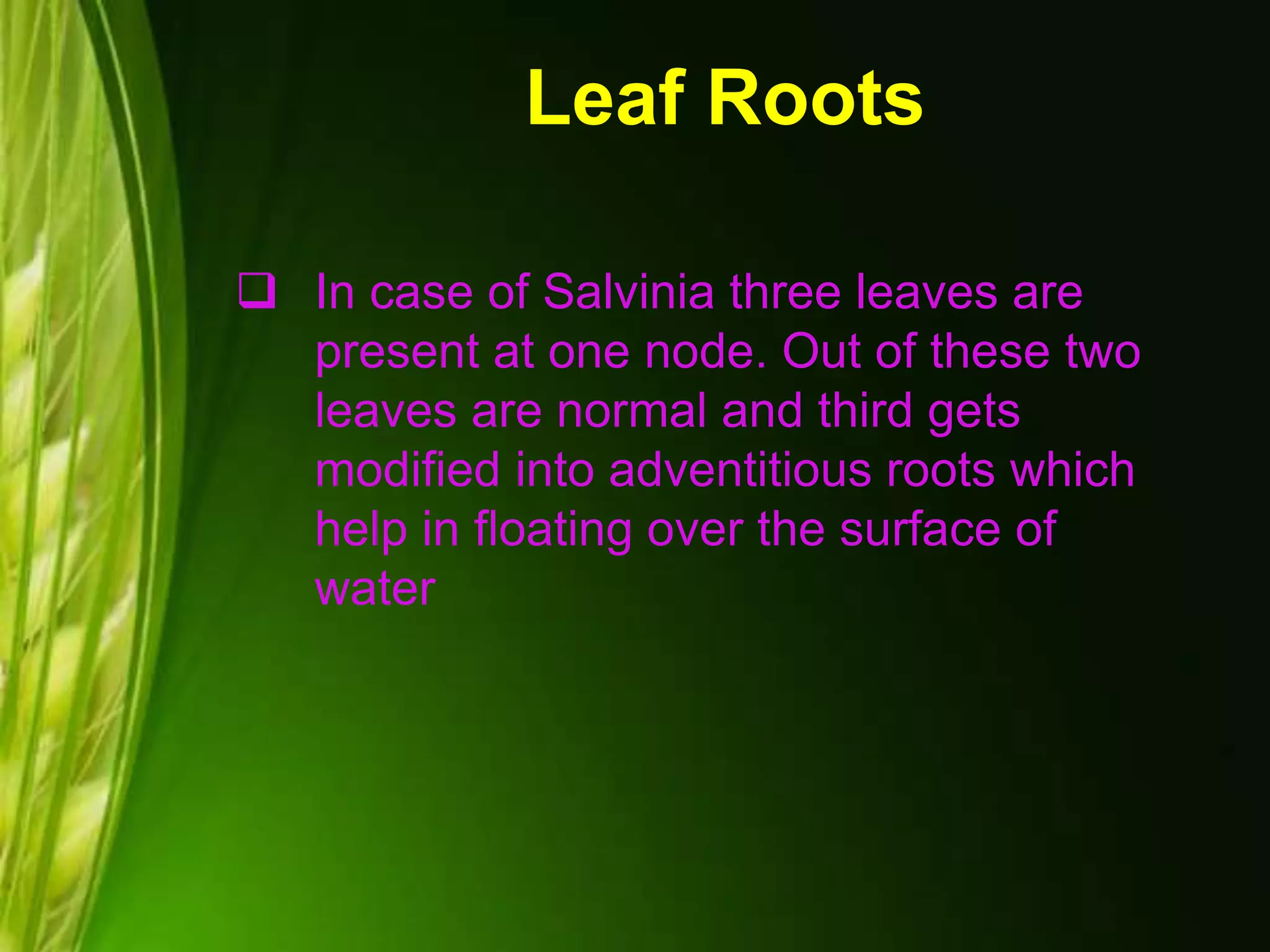 Leaf Roots
 In case of Salvinia three leaves are
present at one node. Out of these two
leaves are normal and third gets
modified into adventitious roots which
help in floating over the surface of
water
 