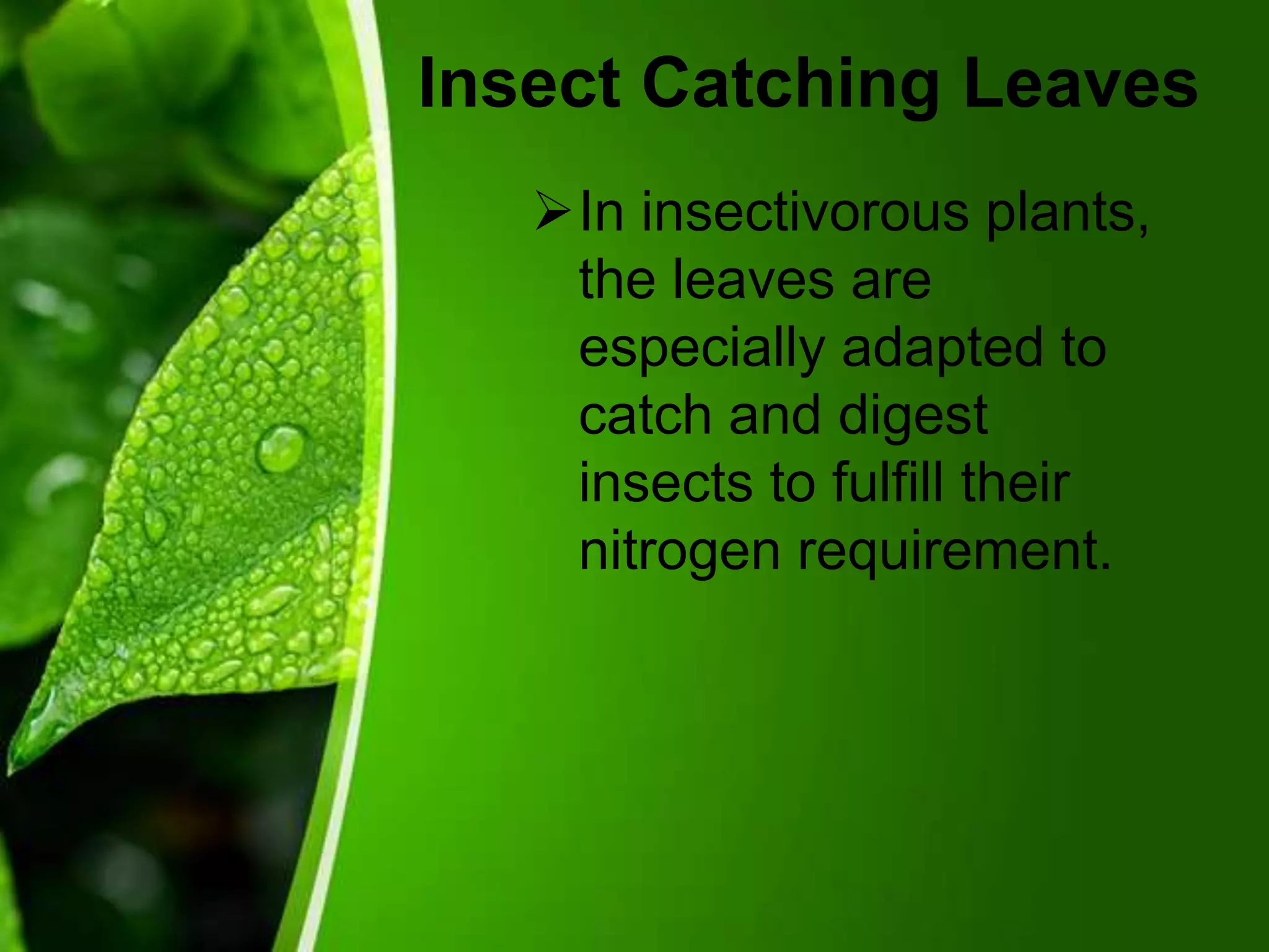 Insect Catching Leaves
In insectivorous plants,
the leaves are
especially adapted to
catch and digest
insects to fulfill their
nitrogen requirement.
 