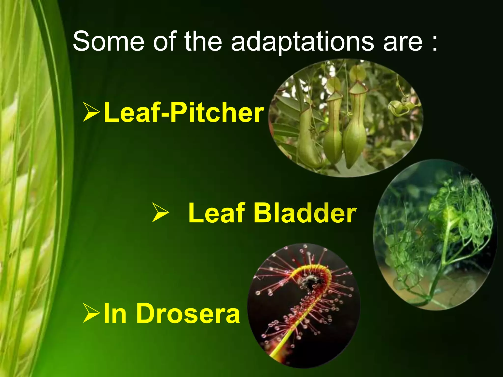 Some of the adaptations are :
Leaf-Pitcher
 Leaf Bladder
In Drosera
 