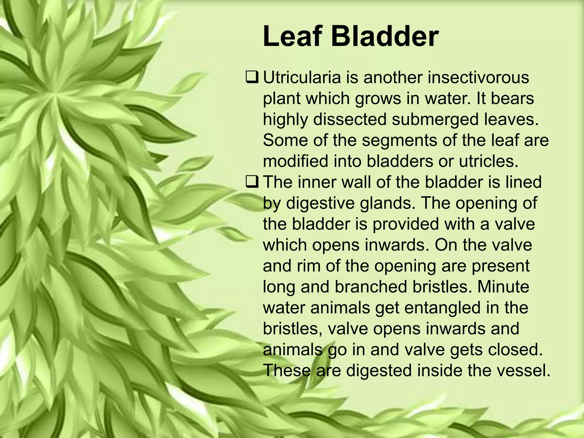 Leaf Bladder
 Utricularia is another insectivorous
plant which grows in water. It bears
highly dissected submerged leaves.
Some of the segments of the leaf are
modified into bladders or utricles.
 The inner wall of the bladder is lined
by digestive glands. The opening of
the bladder is provided with a valve
which opens inwards. On the valve
and rim of the opening are present
long and branched bristles. Minute
water animals get entangled in the
bristles, valve opens inwards and
animals go in and valve gets closed.
These are digested inside the vessel.
 