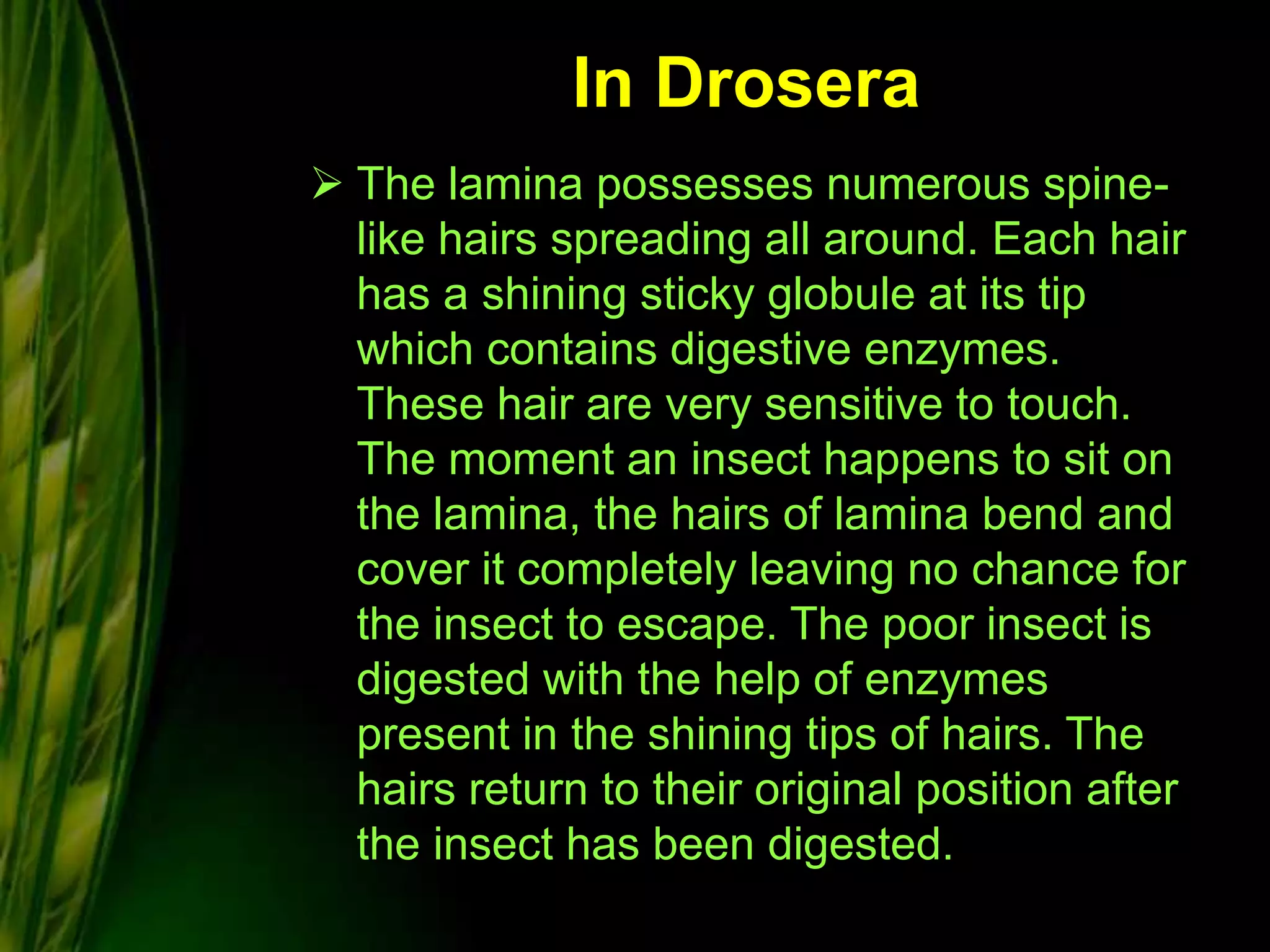 In Drosera
 The lamina possesses numerous spine-
like hairs spreading all around. Each hair
has a shining sticky globule at its tip
which contains digestive enzymes.
These hair are very sensitive to touch.
The moment an insect happens to sit on
the lamina, the hairs of lamina bend and
cover it completely leaving no chance for
the insect to escape. The poor insect is
digested with the help of enzymes
present in the shining tips of hairs. The
hairs return to their original position after
the insect has been digested.
 