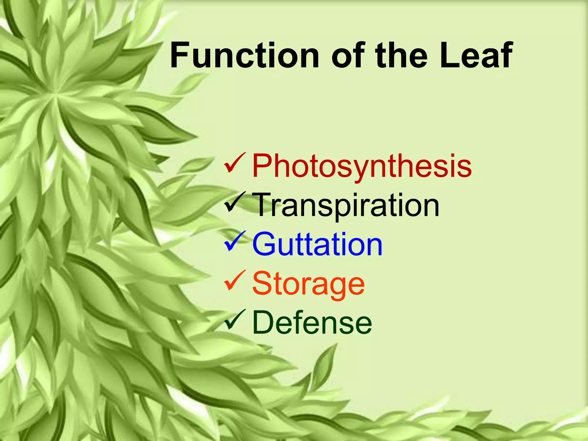 Function of the Leaf
Photosynthesis
Transpiration
Guttation
Storage
Defense
 