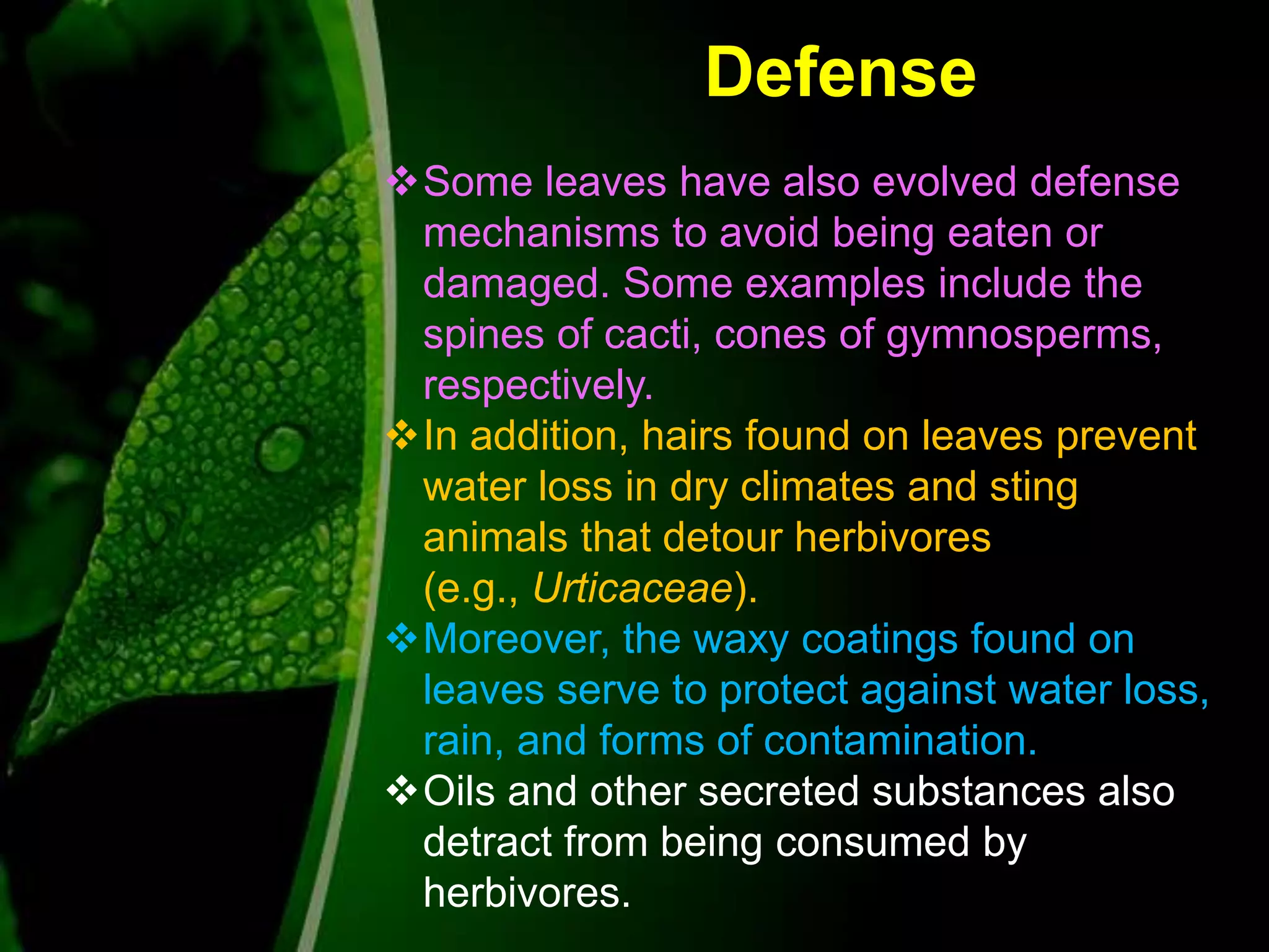 Defense
Some leaves have also evolved defense
mechanisms to avoid being eaten or
damaged. Some examples include the
spines of cacti, cones of gymnosperms,
respectively.
In addition, hairs found on leaves prevent
water loss in dry climates and sting
animals that detour herbivores
(e.g., Urticaceae).
Moreover, the waxy coatings found on
leaves serve to protect against water loss,
rain, and forms of contamination.
Oils and other secreted substances also
detract from being consumed by
herbivores.
 