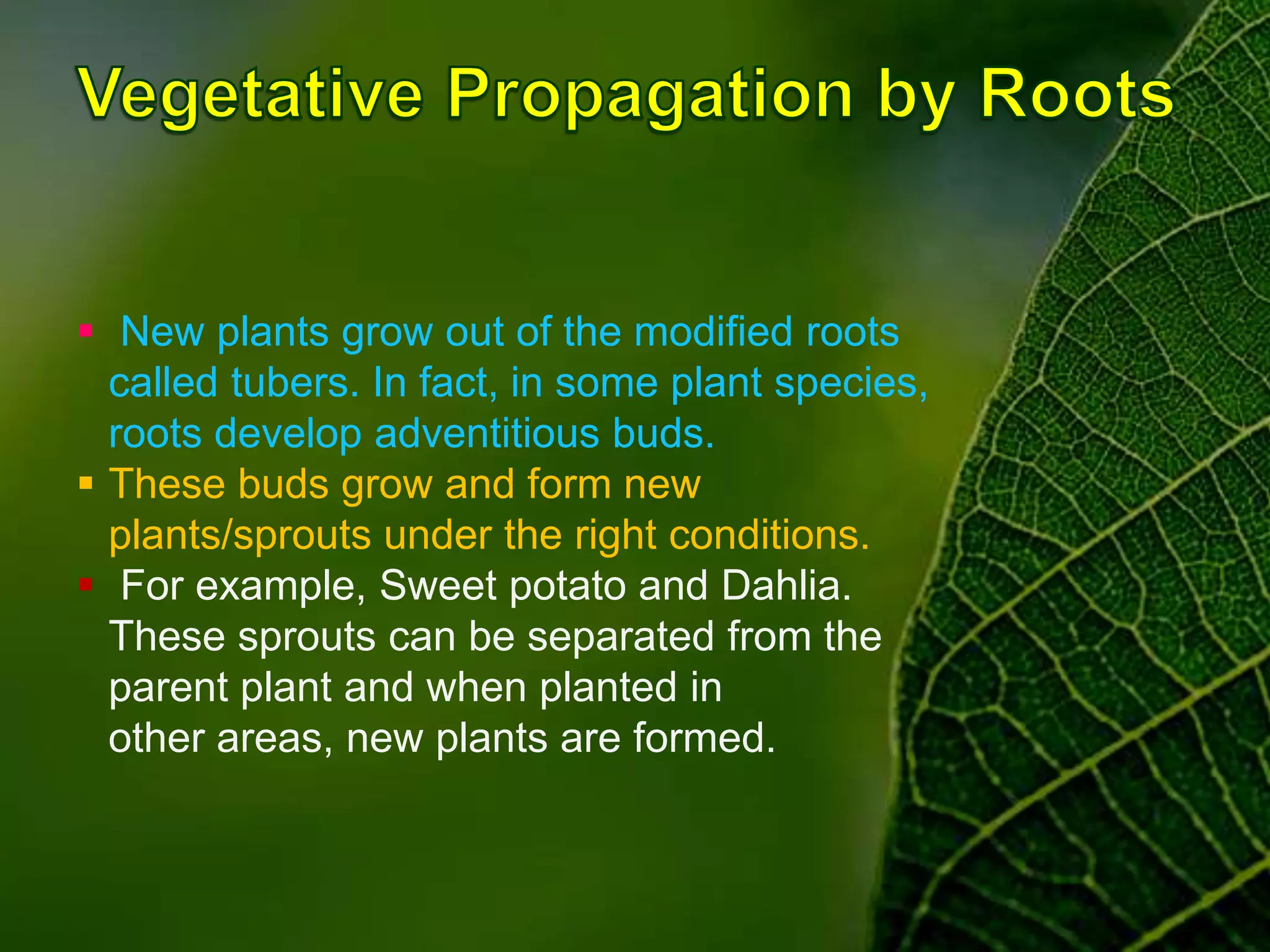  New plants grow out of the modified roots
called tubers. In fact, in some plant species,
roots develop adventitious buds.
 These buds grow and form new
plants/sprouts under the right conditions.
 For example, Sweet potato and Dahlia.
These sprouts can be separated from the
parent plant and when planted in
other areas, new plants are formed.
 
