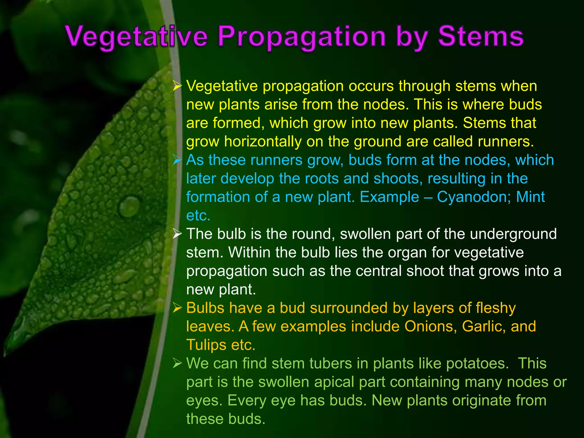  Vegetative propagation occurs through stems when
new plants arise from the nodes. This is where buds
are formed, which grow into new plants. Stems that
grow horizontally on the ground are called runners.
 As these runners grow, buds form at the nodes, which
later develop the roots and shoots, resulting in the
formation of a new plant. Example – Cyanodon; Mint
etc.
 The bulb is the round, swollen part of the underground
stem. Within the bulb lies the organ for vegetative
propagation such as the central shoot that grows into a
new plant.
 Bulbs have a bud surrounded by layers of fleshy
leaves. A few examples include Onions, Garlic, and
Tulips etc.
 We can find stem tubers in plants like potatoes. This
part is the swollen apical part containing many nodes or
eyes. Every eye has buds. New plants originate from
these buds.
 