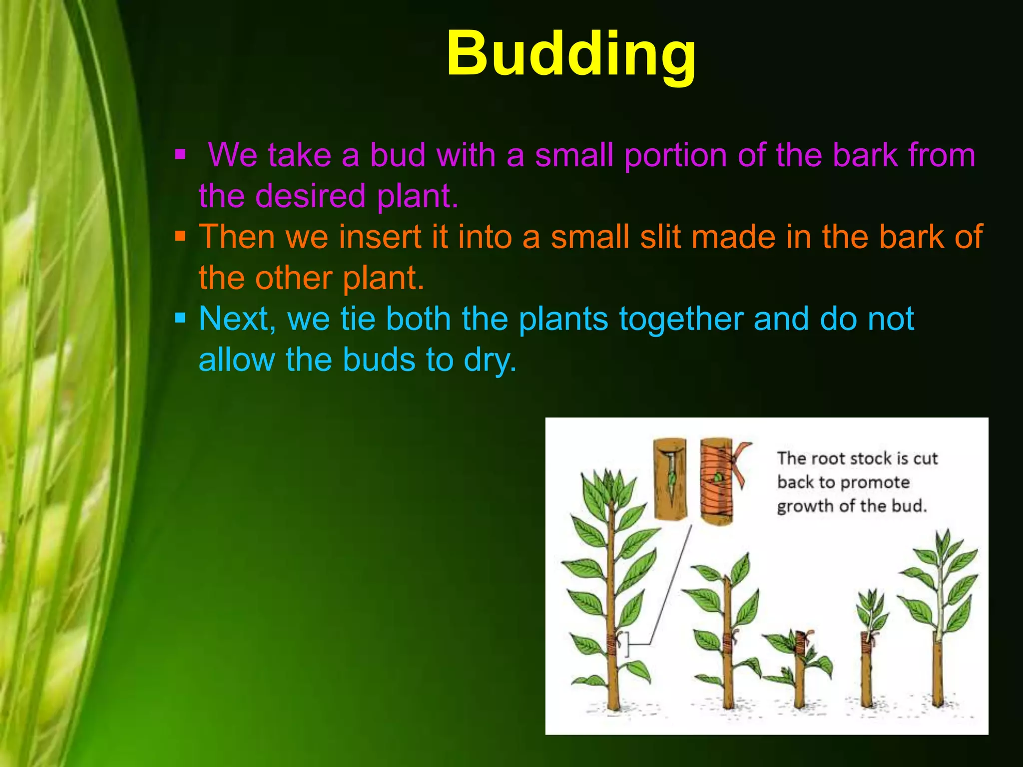 Budding
 We take a bud with a small portion of the bark from
the desired plant.
 Then we insert it into a small slit made in the bark of
the other plant.
 Next, we tie both the plants together and do not
allow the buds to dry.
 