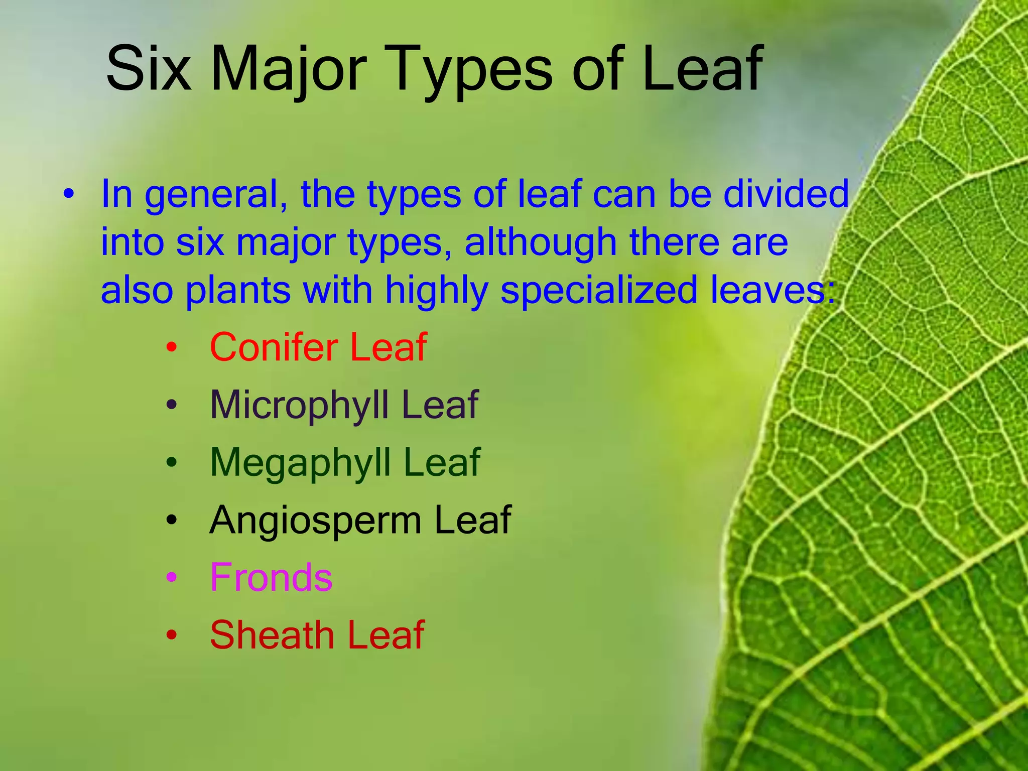 Six Major Types of Leaf
• In general, the types of leaf can be divided
into six major types, although there are
also plants with highly specialized leaves:
• Conifer Leaf
• Microphyll Leaf
• Megaphyll Leaf
• Angiosperm Leaf
• Fronds
• Sheath Leaf
 