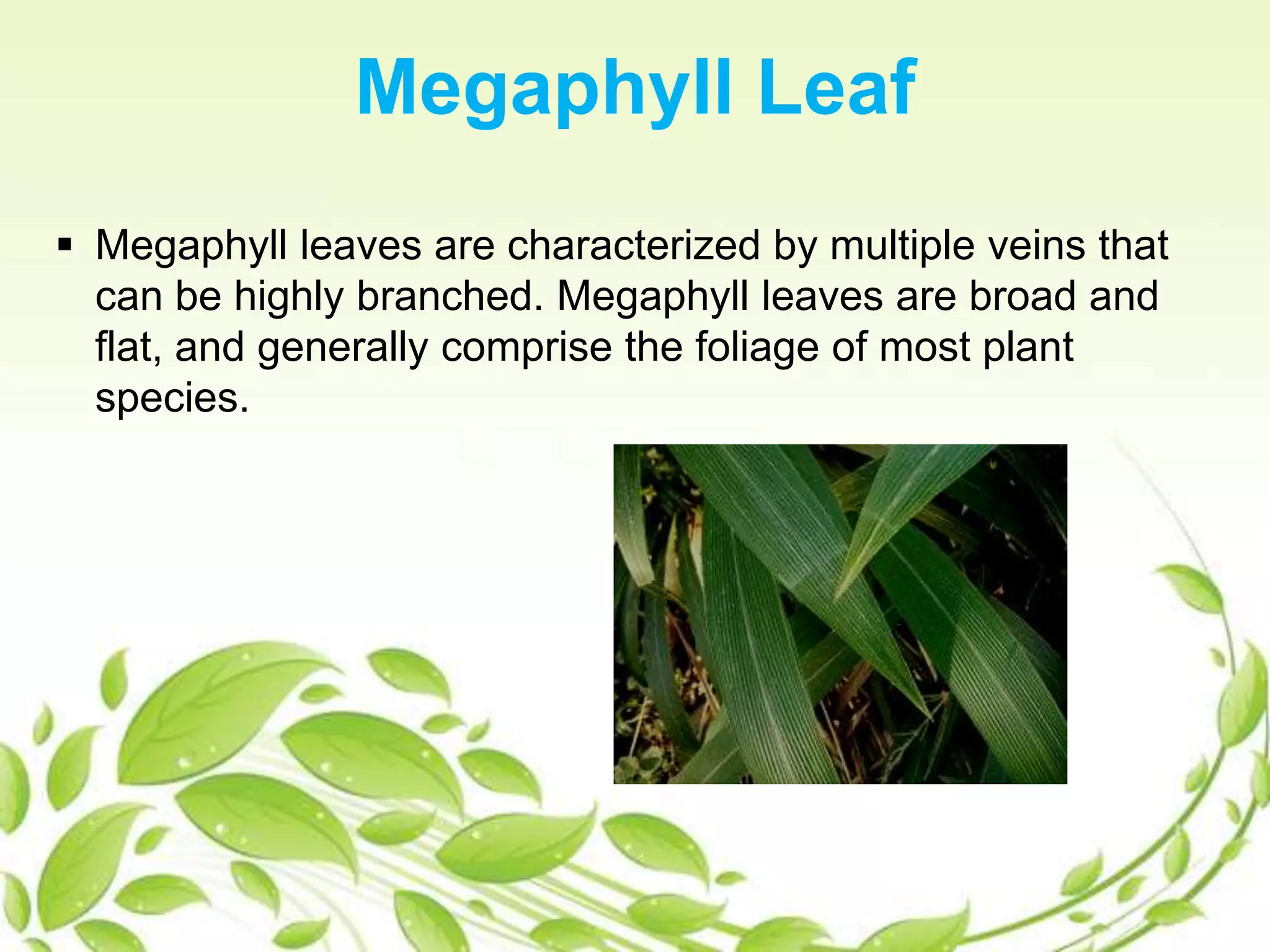  Megaphyll leaves are characterized by multiple veins that
can be highly branched. Megaphyll leaves are broad and
flat, and generally comprise the foliage of most plant
species.
Megaphyll Leaf
 