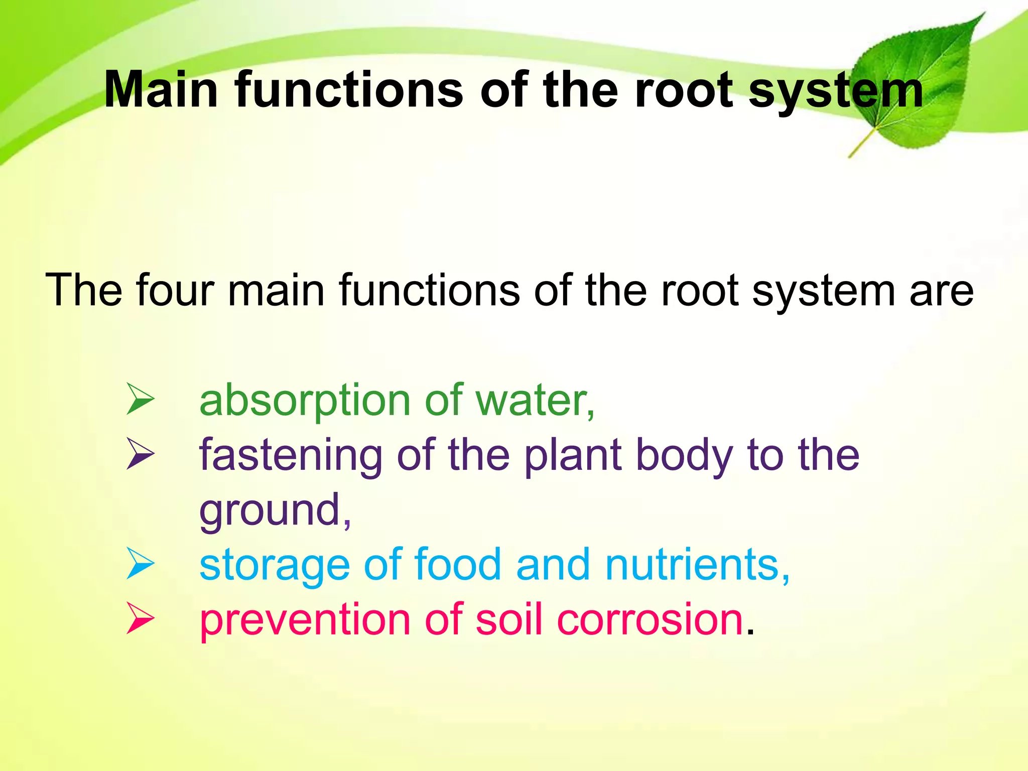 The four main functions of the root system are
 absorption of water,
 fastening of the plant body to the
ground,
 storage of food and nutrients,
 prevention of soil corrosion.
Main functions of the root system
 