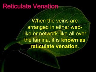 Leaf- Parts of plant - part-1 | PPTX