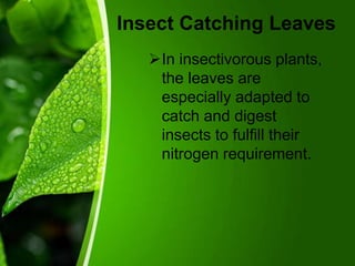 Leaf- Parts of plant - part-1 | PPTX