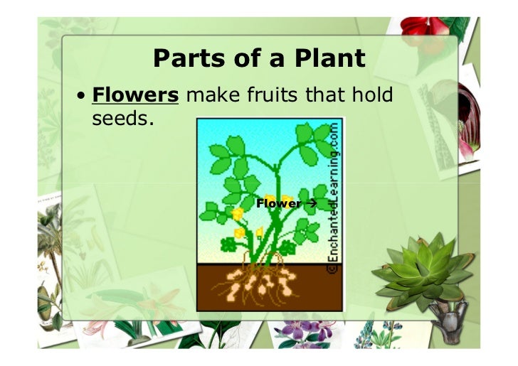 Parts of plants