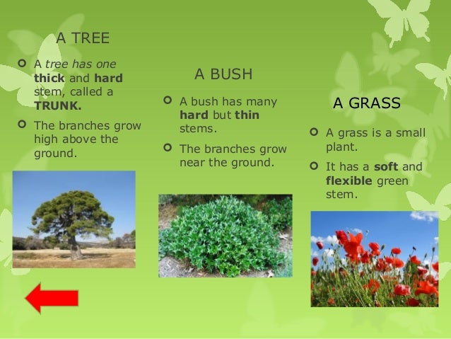 Parts of the plants and their functions