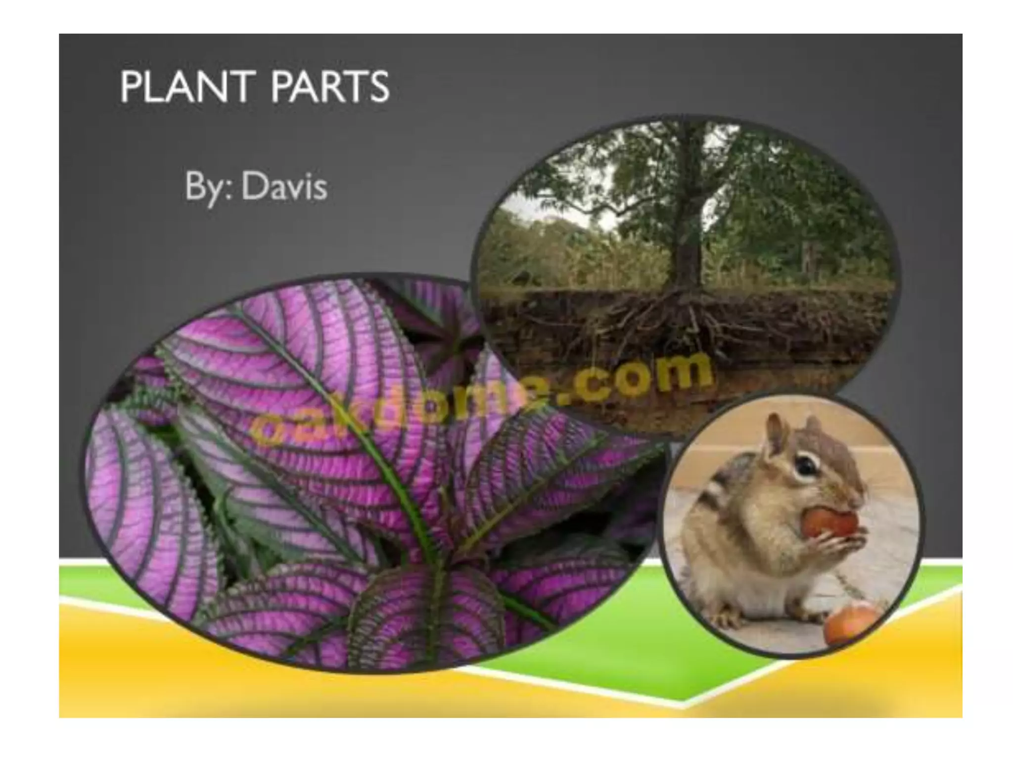 Parts of plants | PPT