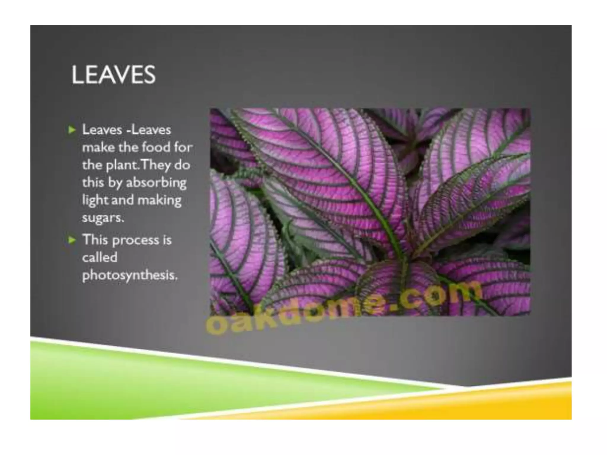 Parts of plants | PPT