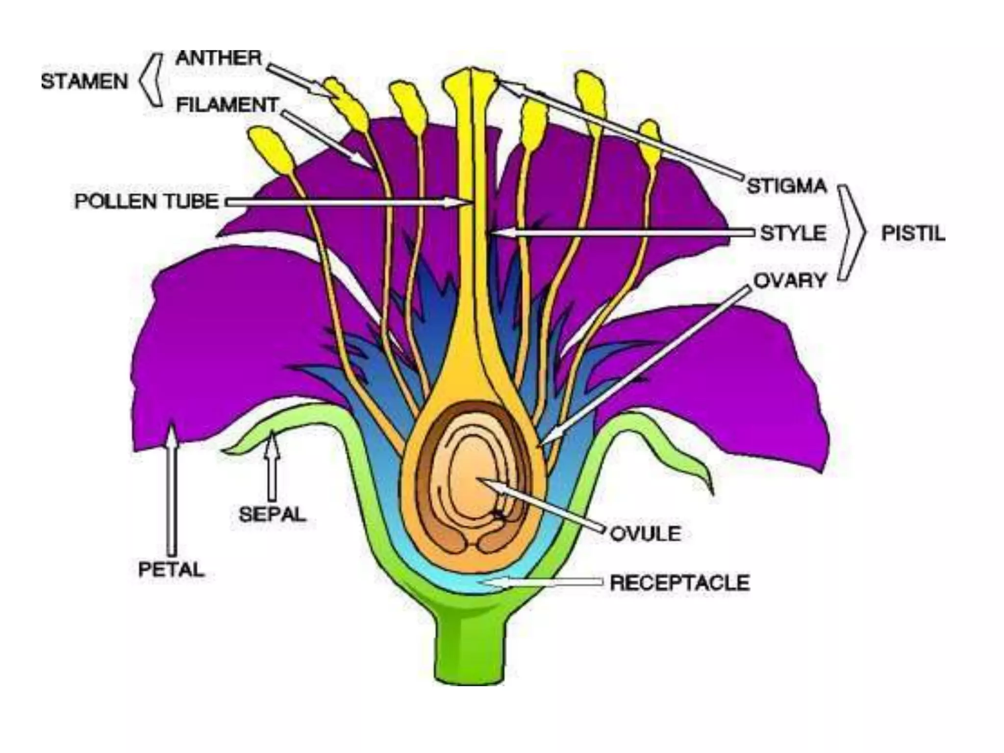 Parts of plants | PPT