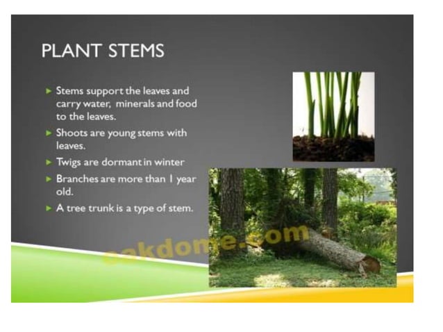 Parts of plants | PPT