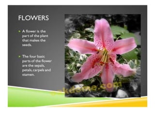 Parts of plants | PPT