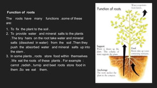 Primary Functions Of Roots Parts of plants and their functions .pdf