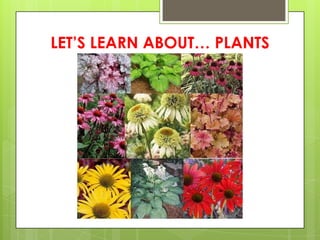 LET’S LEARN ABOUT… PLANTS
 