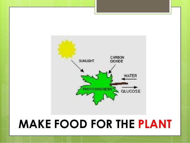Which Part Of The Plant Makes Food Which Part Of The Plant Makes Food