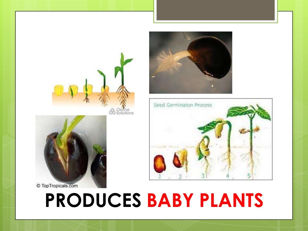 Parts of plants (roots, stem, leaf, flower, fruit, seed) slideshare