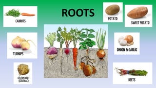 Educational marketing for plant-based content