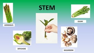 Variety of fruits and seeds showing different colors and types