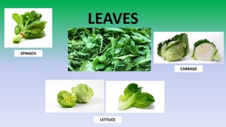 Plant parts education and nutrition